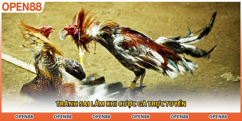 Tránh sai lầm khi cược gà trực tuyến